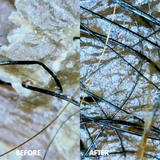 Reset & Replenish Scalp System