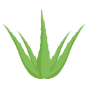 Aloe Vera Leaf Juice