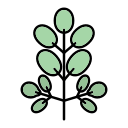 Moringa Oil