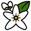 Neroli Oil & Nettle